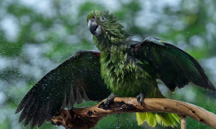 A oposição burra que deu certo