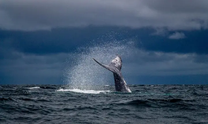 Avistamento de Baleias Jubartes