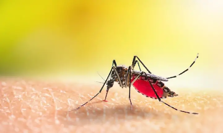 Brasil registra em uma semana mais casos de dengue do que 21 países das Américas