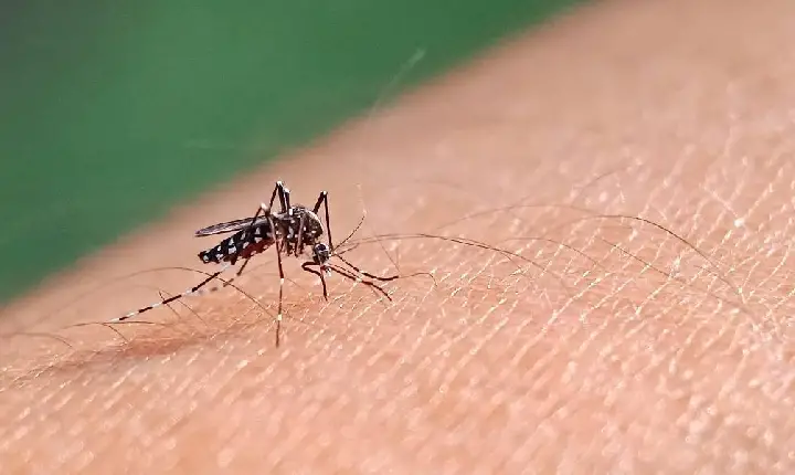 Brasil ultrapassa 1 milhão de casos de dengue em 2024