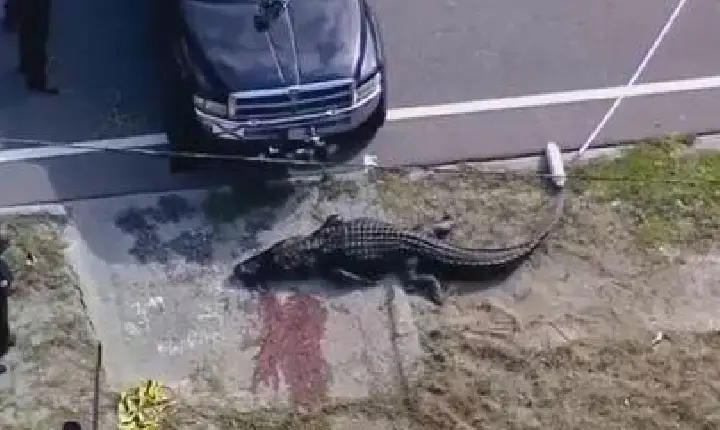 Crocodilo de 4 metros é visto carregando corpo de mulher em cidade da Flórida