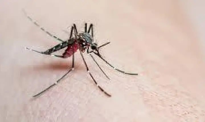 Dengue: Brasil ultrapassa 5 milhões de casos e bate novo recorde