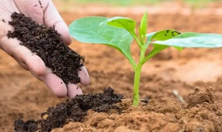 Em busca de fertilizantes, comitiva do MAPA viaja a Jordânia, Egito e Marrocos
