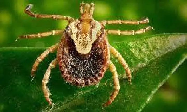 Instituto confirma febre maculosa em dentista que morreu após viagens para SP e MG