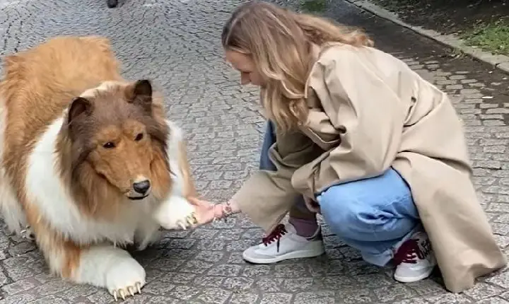 Japonês que gastou R$ 70 mil para se “transformar” em cachorro faz 1º passeio