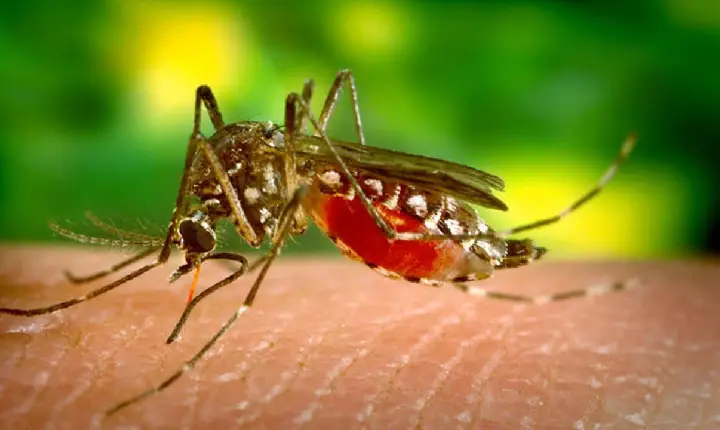 Minas Gerais registrou mais de 327 mil casos de dengue em 2023