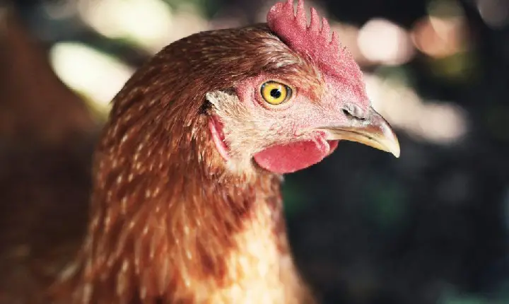 Ovo vira símbolo da inflação dos alimentos que perturba o governo. Sobrou pra Galinha.