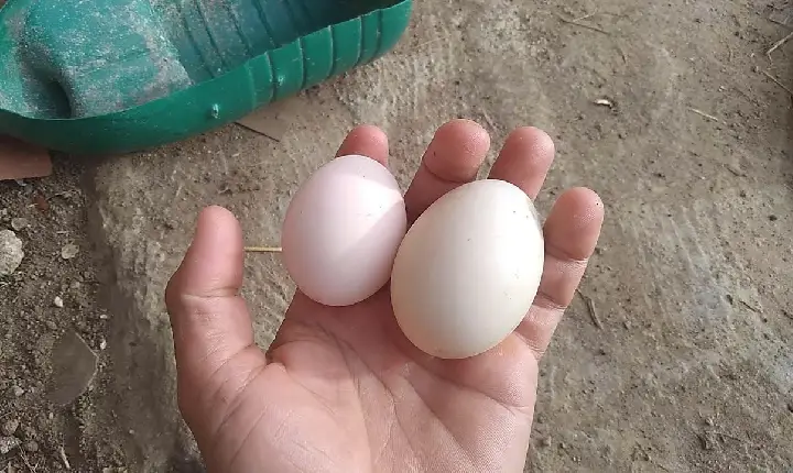 Paraná Pesquisas: governo Lula é reprovado por 55%; aprovação é de 42%