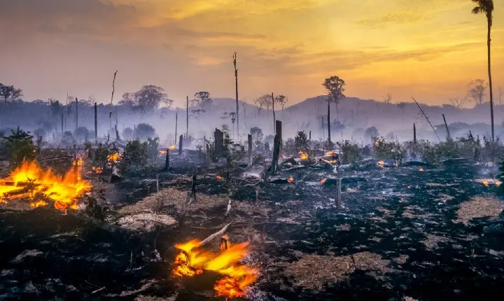 PF: câmeras flagram homem colocando fogo em área de preservação no DF