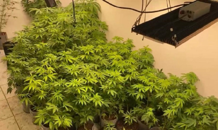 Polícia prende uma pessoa e fecha laboratório de ‘maconha gourmet’ em SP