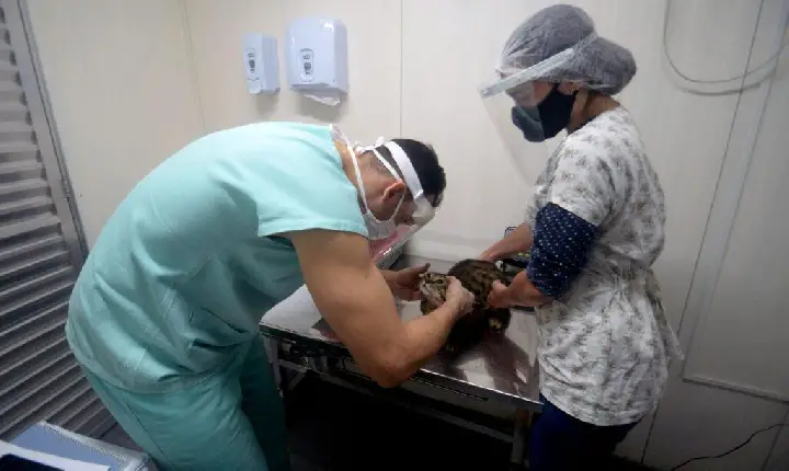 Prefeitura de Salvador abre seleção inédita para contratação de médicos veterinários