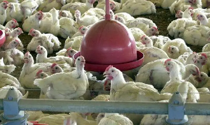 Regiões sul e sudeste concentram focos de influenza aviária no Brasil