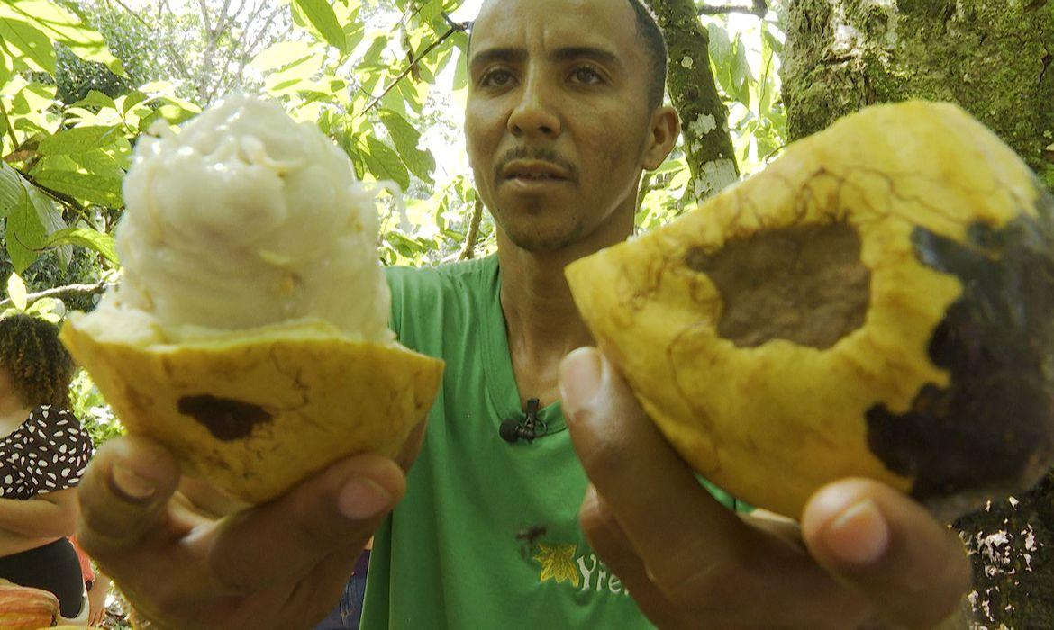 Cultura do cacau em Ilhéus atrai turismo histórico dos tempos de auge