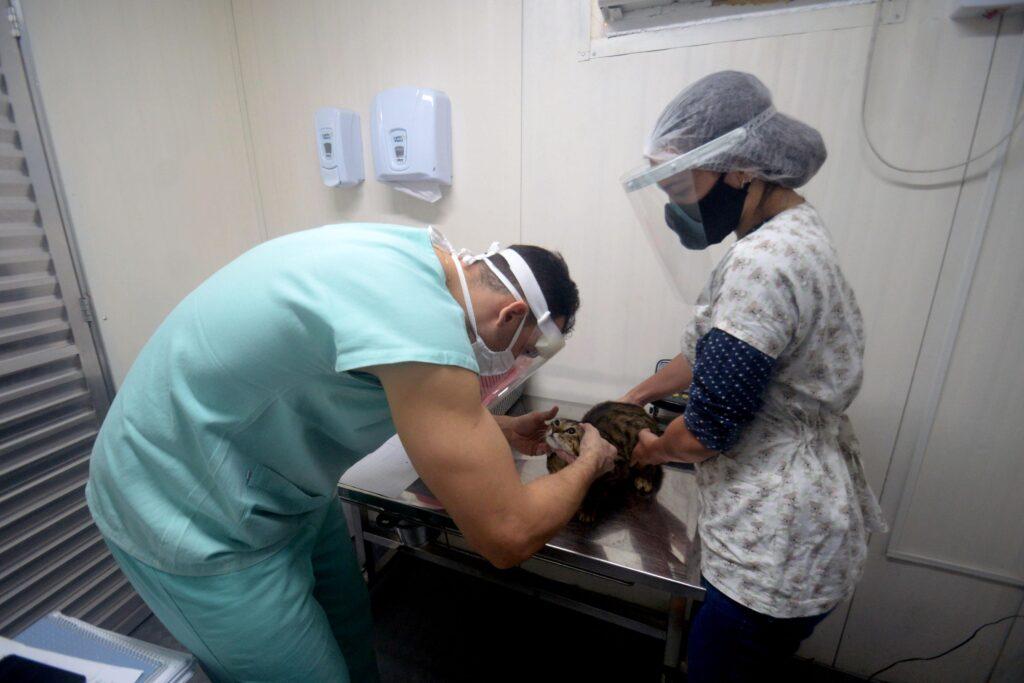 Prefeitura de Salvador abre seleção inédita para contratação de médicos veterinários