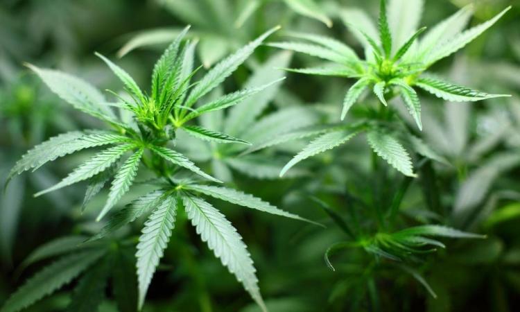 STJ autoriza cultivo da planta da maconha para fins medicinais