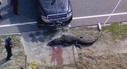 Crocodilo de 4 metros é visto carregando corpo de mulher em cidade da Flórida