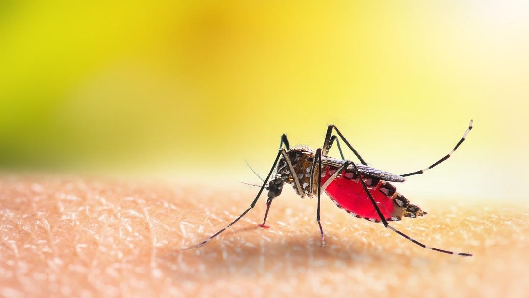 Brasil registra em uma semana mais casos de dengue do que 21 países das Américas