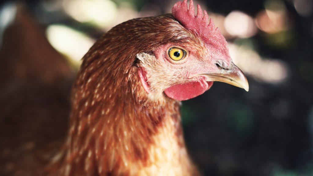 Ovo vira símbolo da inflação dos alimentos que perturba o governo. Sobrou pra Galinha.